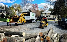 Trusted Kennesaw State University, GA Tree Care Services Experts